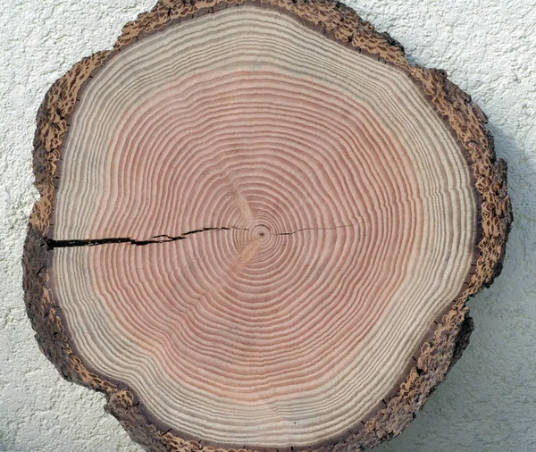 Holzbrett Mit Einem Schnitt Aus Einem Baum — Stockfoto