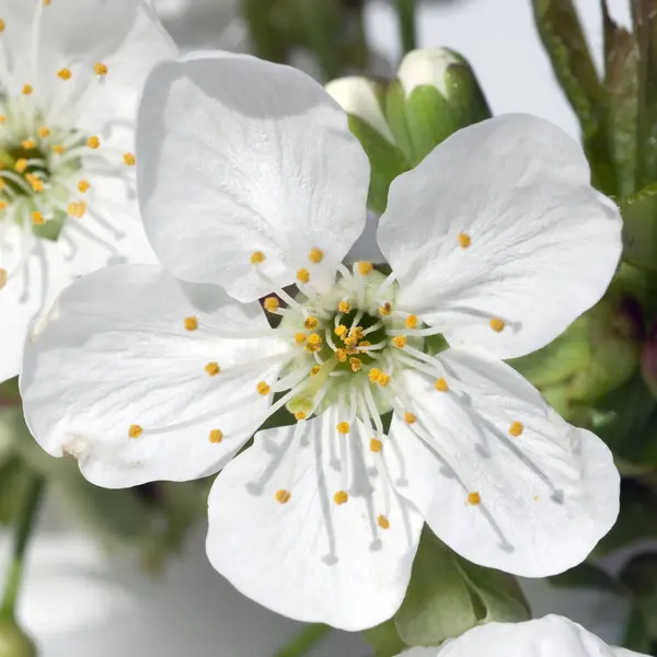 Vita Blommor Körsbär Blommor Ren — Stockfoto