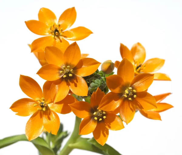 Schöne Aussicht Auf Den Papagei Der Natur — Stockfoto