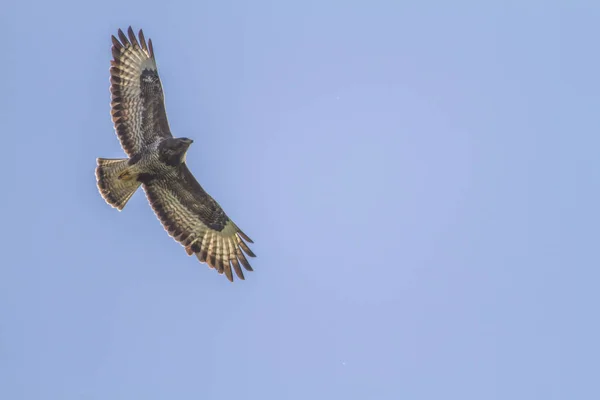 Vue Panoramique Sur Majestueux Prédateur Buzzard — Photo