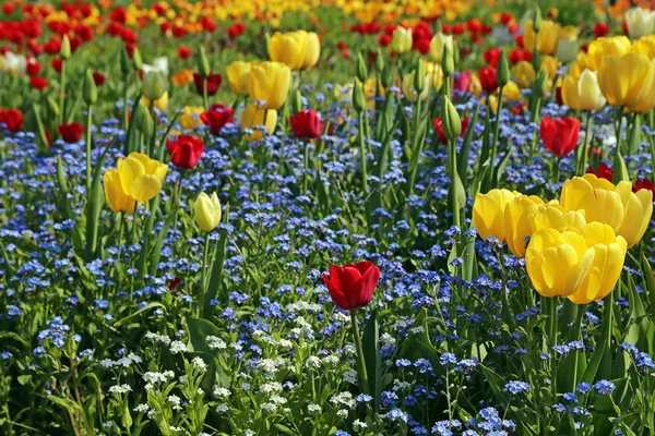 Rote Und Gelbe Tulpen Inmitten Von Vergissmeinnicht Myosotis — Stockfoto