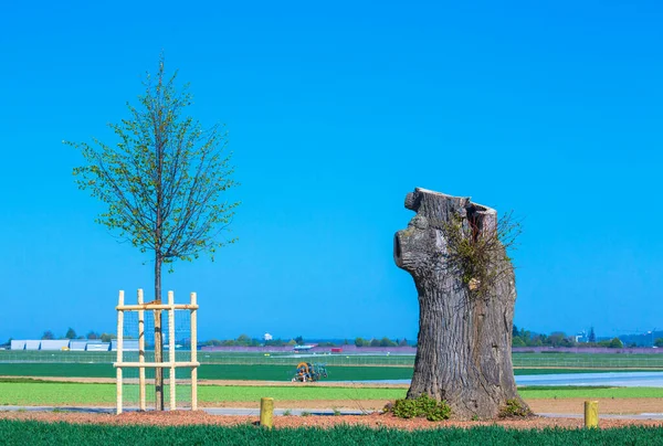 Boom Zaailing Naast Oude Dode Boomstam — Stockfoto