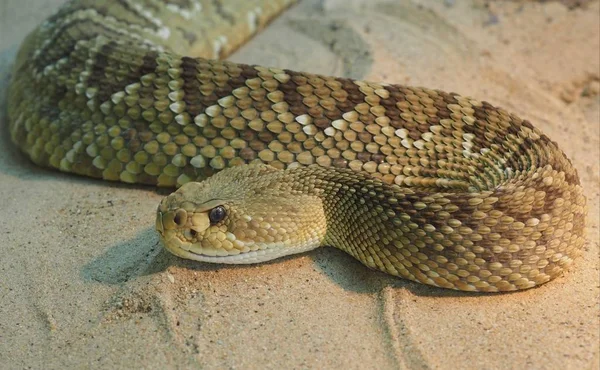 Csörgőkígyó Mérges Kígyóállat — Stock Fotó