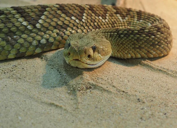 Cascavel Cobra Venenosa Animal — Fotografia de Stock