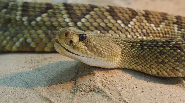 Cascavel Cobra Venenosa Animal — Fotografia de Stock