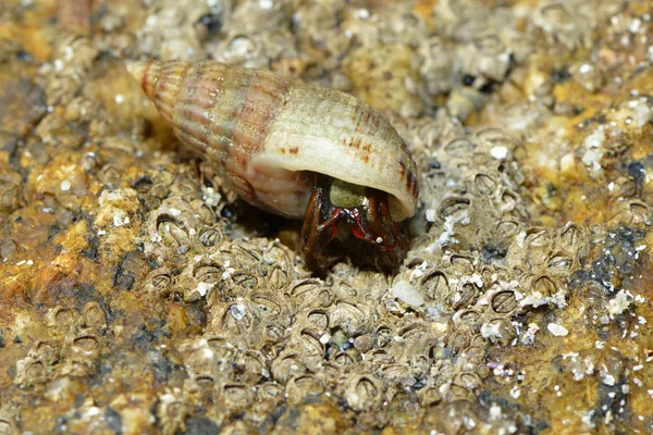 달팽이 껍데기 무척추동물의 — 스톡 사진