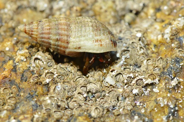 Conchiglia Mollusco Acquatico — Foto Stock