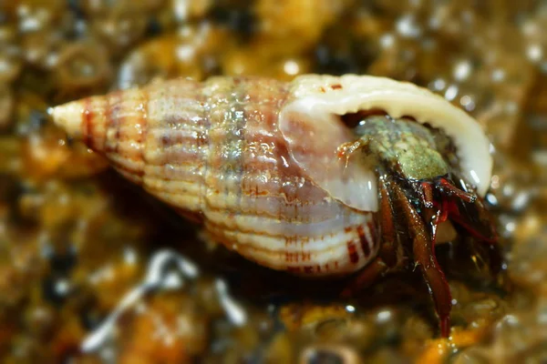 Caracol Animal Molusco Gastropod — Fotografia de Stock