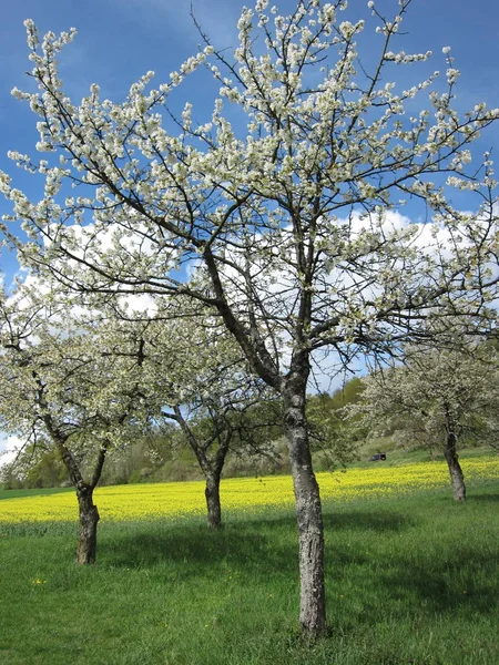 Naturskön Utsikt Över Landsbygden Selektivt Fokus — Stockfoto