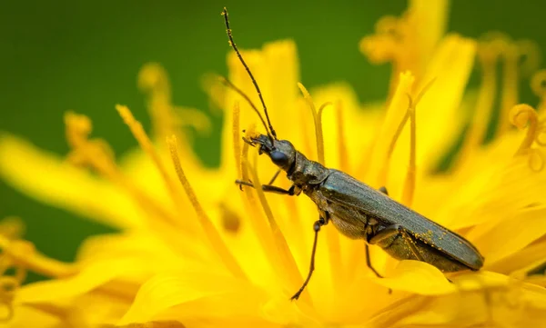 Makro Olarak Sarı Karahindiba Üzerinde Böcek — Stok fotoğraf