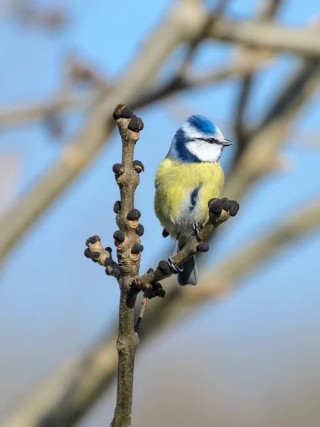 Bluetit Sentado Galho Esperando Pela Primavera — Fotografia de Stock