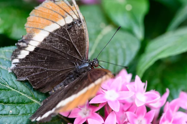 Papillon Brun Avec Des Pointes Orange Sucer Nectar — Photo