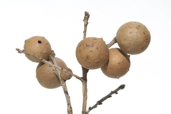 Longan Fruit White Background — Stock Photo, Image