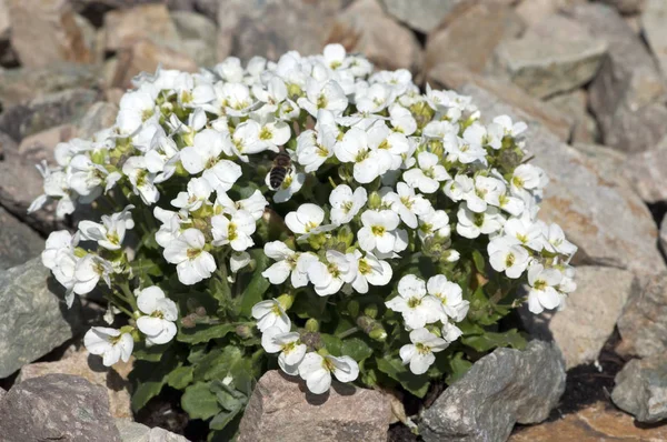 Bellissimi Fiori Sfondo Concetto Floreale — Foto Stock