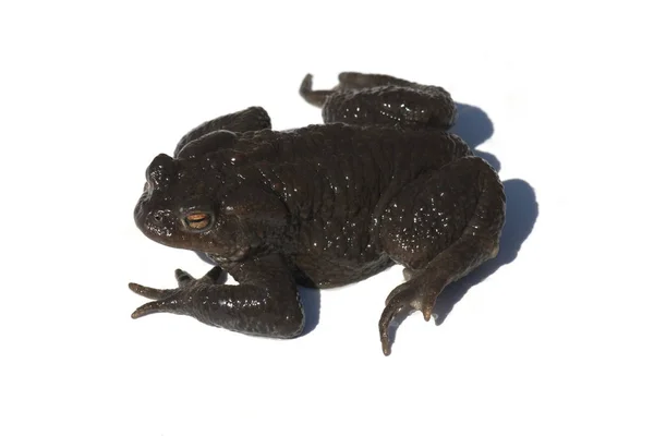 Amphibian Animal Wild Frog — Stock Photo, Image
