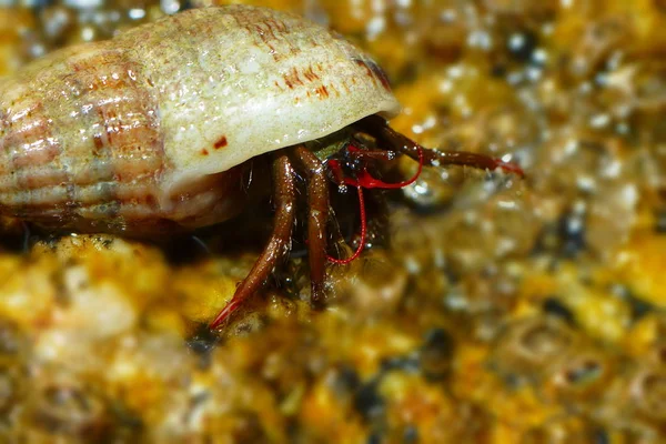 Caparazón Caracol Conchas Moluscos — Foto de Stock