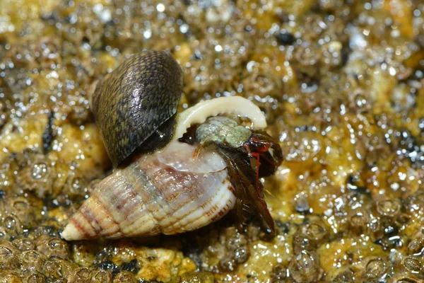 Sea Shell Aquatic Mollusk — Stock Photo, Image