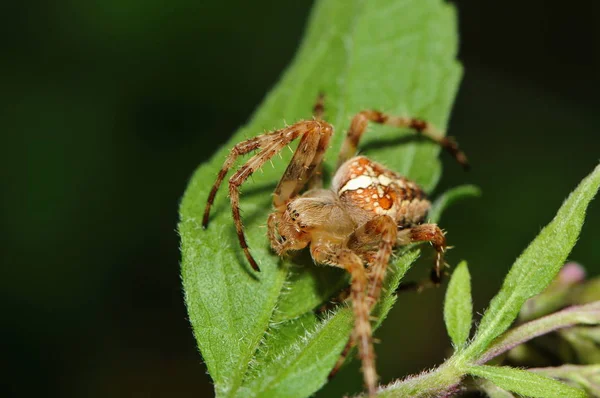 Nahaufnahme Von Wanzen Der Wilden Natur — Stockfoto