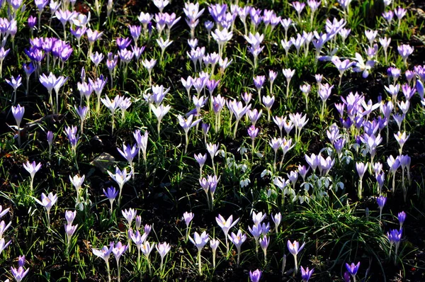 Tavaszi Crocus Virágok Lila Növény — Stock Fotó