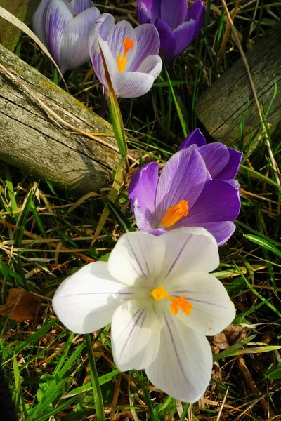 Premières Fleurs Printanières Crocus — Photo