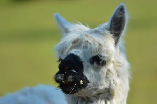 Landsliv Selektivt Fokus — Stockfoto