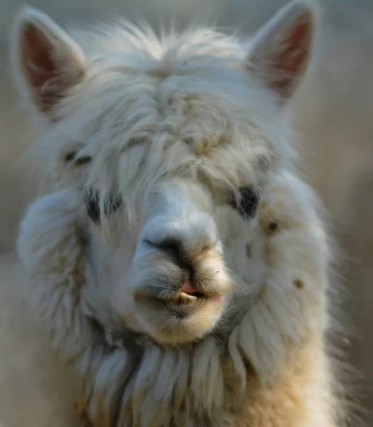 Lama Animal Lustiges Tier Mit Langem Hals — Stockfoto