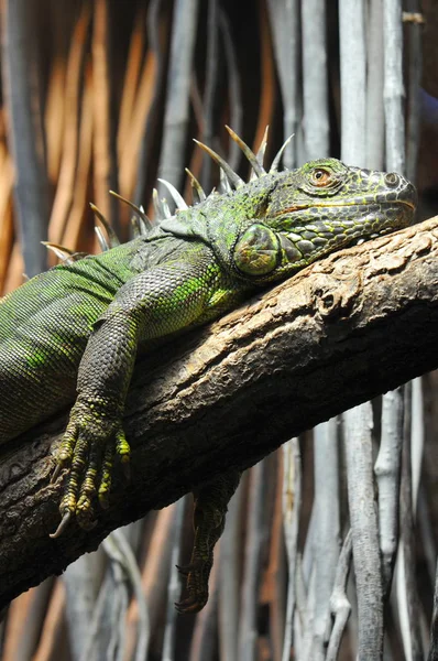 Animal Exótico Iguana Lagarto — Fotografia de Stock