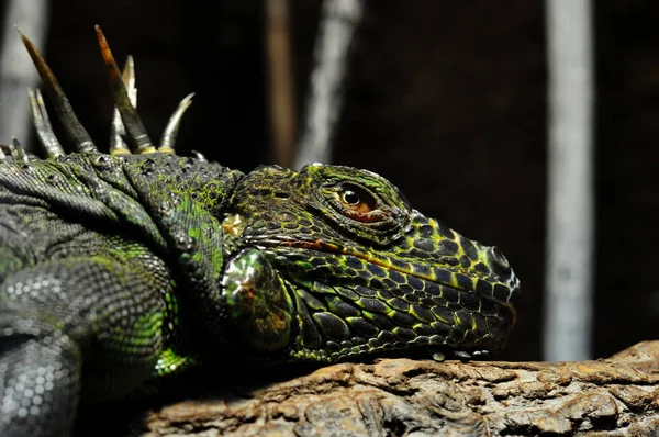 Egzotik Hayvan Iguana Kertenkelesi — Stok fotoğraf