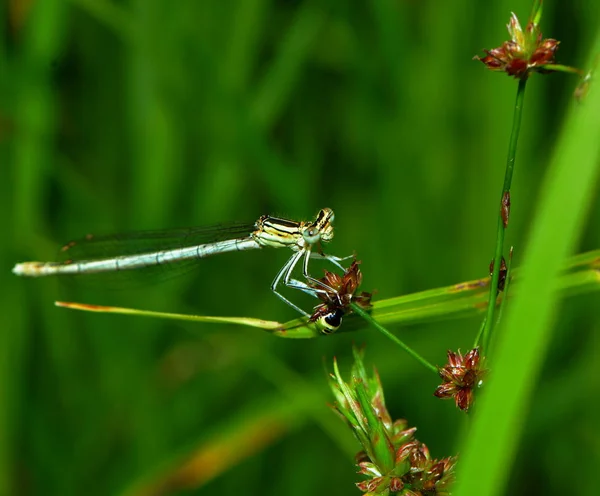 Vista Macro Primer Plano Del Insecto Libélula —  Fotos de Stock