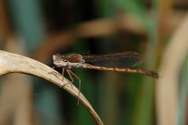 Close Macro View Van Libelle Insect — Stockfoto