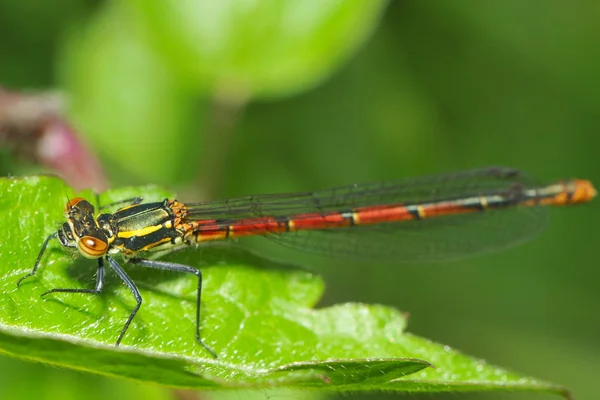 Libelle Insect Klein Insect Met Vleugels Natuur — Stockfoto