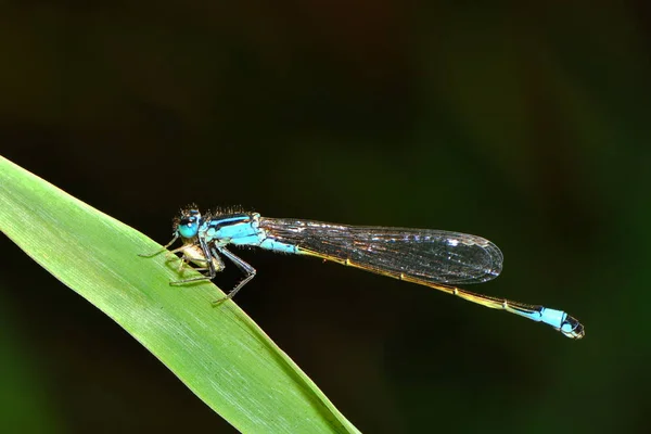 Detailní Makro Pohled Hmyz Vážky — Stock fotografie