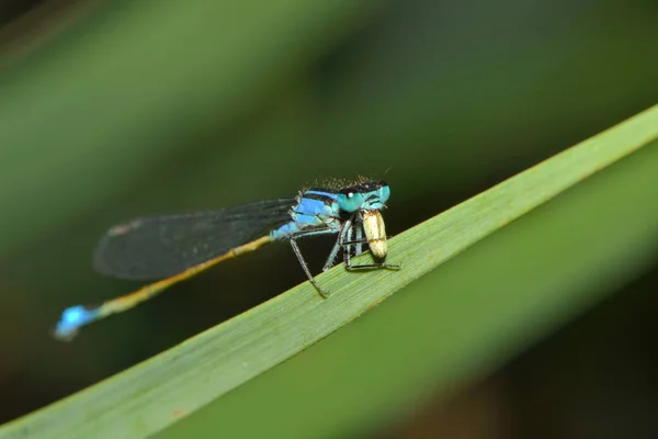 Libelleninsekt Kleiner Käfer Mit Flügeln Der Natur — Stockfoto