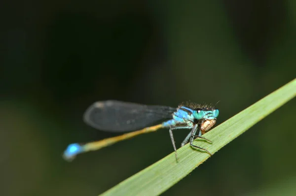 昆虫学和奥多纳塔 蜻蜓昆虫 — 图库照片