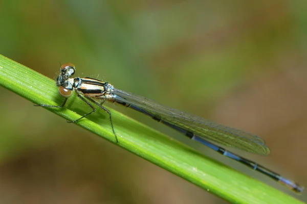 Closeup Macro View Dragonfly Insect — Stock Photo, Image