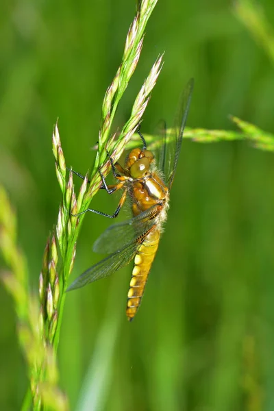 Vue Macro Rapprochée Insecte Libellule — Photo