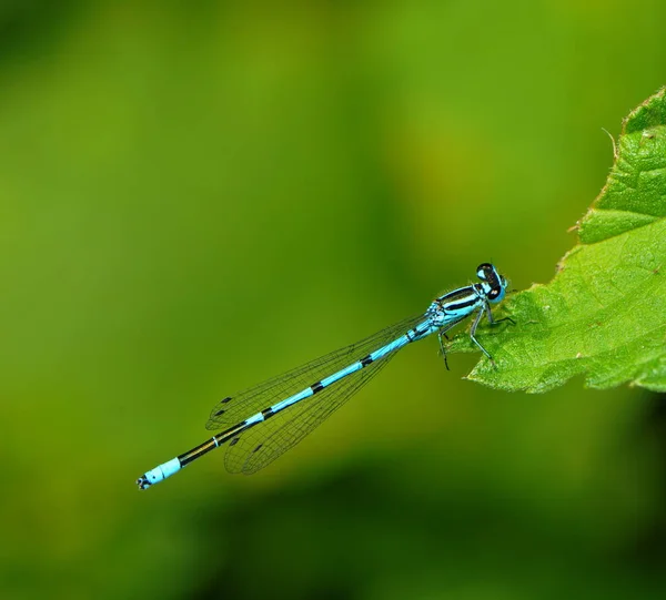 Vue Macro Rapprochée Insecte Libellule — Photo