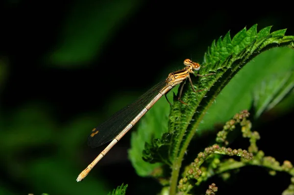 Vista Macro Primer Plano Del Insecto Libélula — Foto de Stock