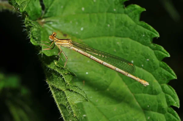 Insetti Libellula Flora Fauna — Foto Stock