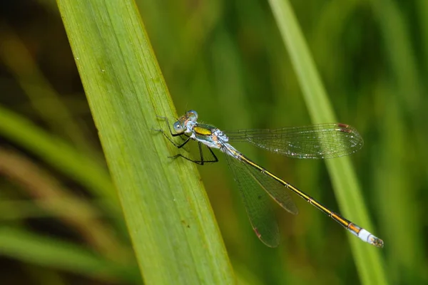 Libellen Insecten Flora Fauna — Stockfoto