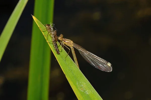 Vue Macro Rapprochée Insecte Libellule — Photo