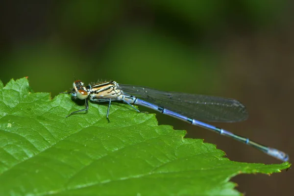 Vue Macro Rapprochée Insecte Libellule — Photo