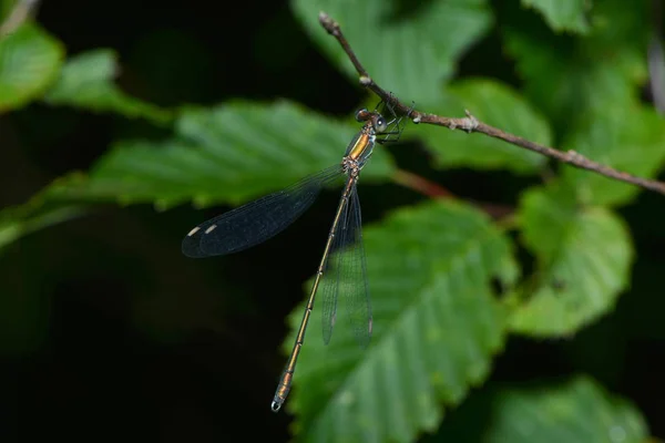 Closeup Macro View Dragonfly Insect — Stock Photo, Image