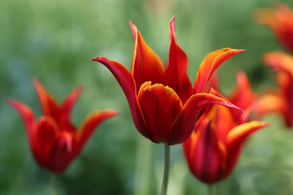 Tulipe Tulipe Fleurs Reine Sheba — Photo