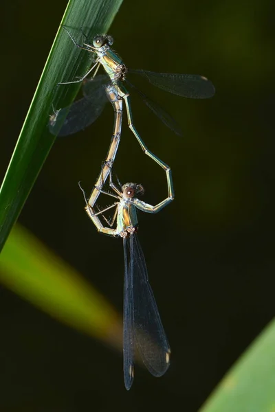 Detailní Makro Pohled Hmyz Vážky — Stock fotografie