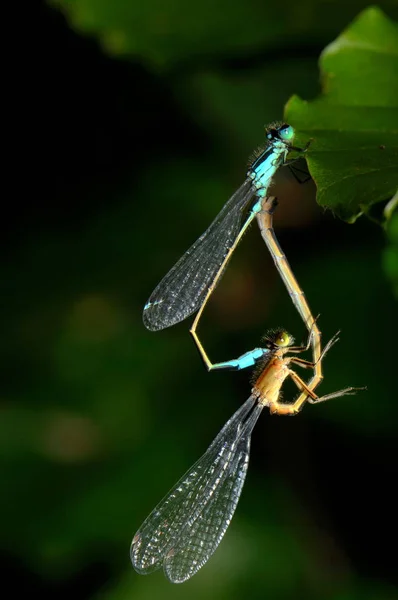 Vista Macro Primer Plano Del Insecto Libélula —  Fotos de Stock