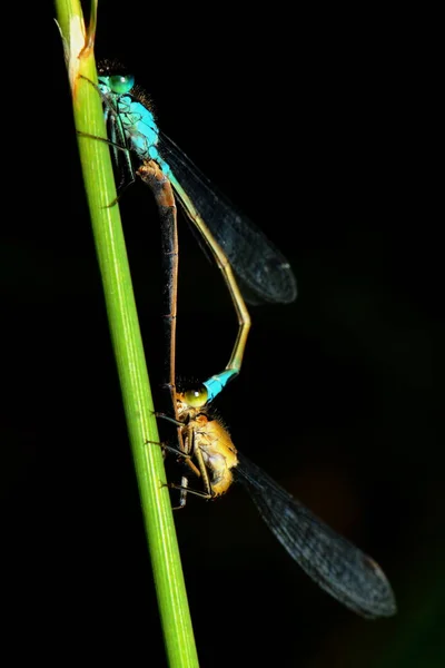 Libelleninsekt Kleiner Käfer Mit Flügeln Der Natur — Stockfoto