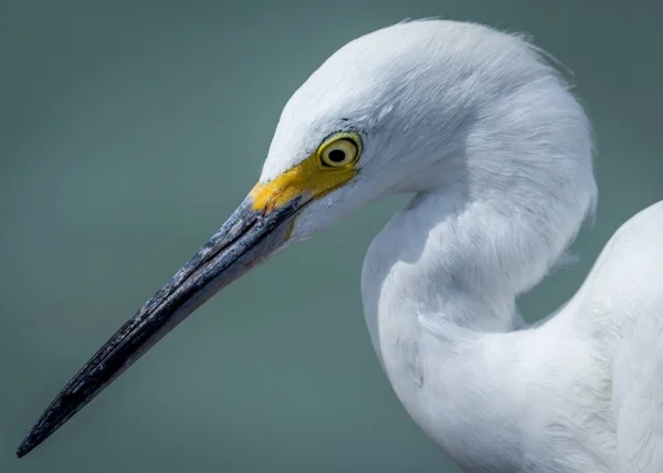 Reiher Einem Strand Florida Usa Farbbild — Stockfoto