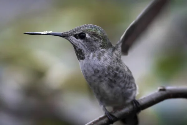 Annas Kolibri Norra Kalifornien Usa — Stockfoto