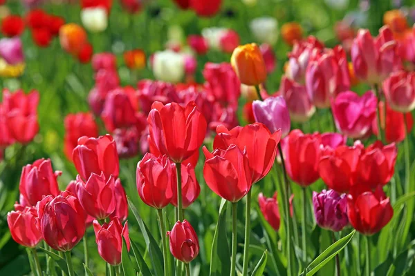 Piękne Wiosenne Tulipany Kwiaty Flora — Zdjęcie stockowe